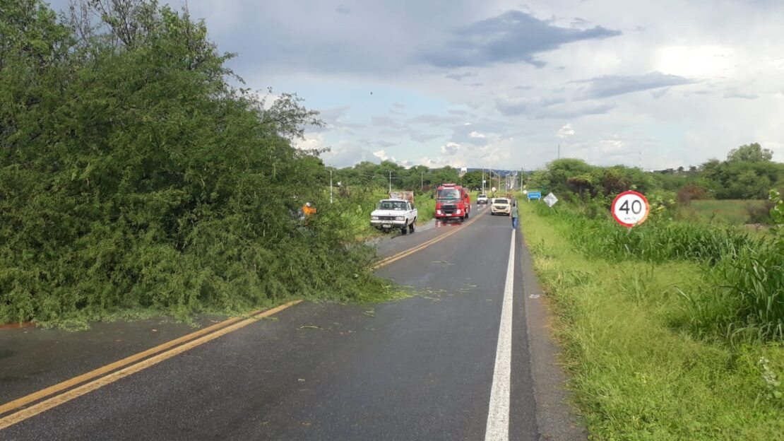 Vento forte derruba árvore na BR 030 em Guanambi Folha do Vale