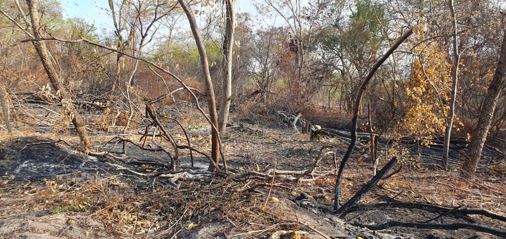 Acampados da Calsete são denunciados por crimes ambientais em