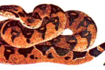 foto ilustrativa de jararacuçu