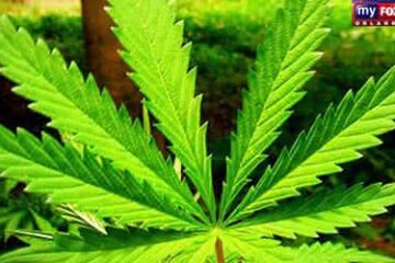 Pé de Maconha,foto ilustrativa