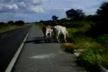 Bovinos na BR 030.