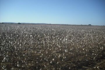 Algodão