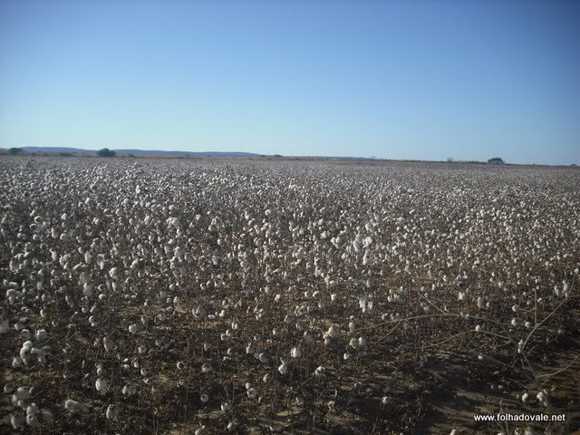 Algodão