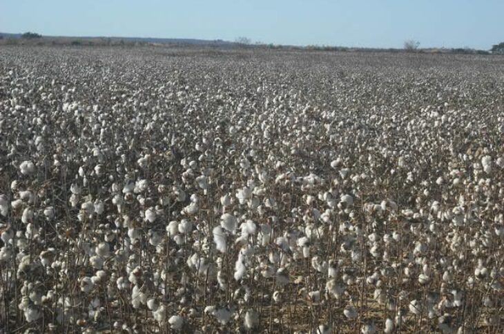algodão