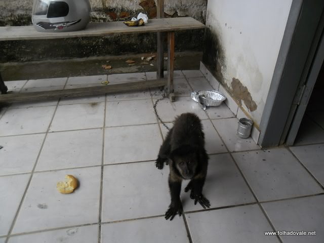 Primata apreendido na casa de inho