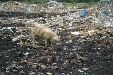 Porco se alimentado de lixo no lixão