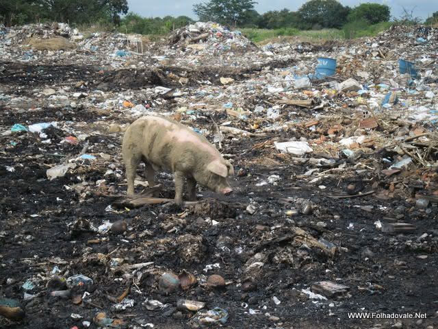 Porco se alimentado de lixo no lixão