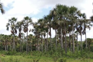 Crédito da foto Manoel Freitas