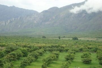 A fruta é a principal atividade econômica da cidade, que produz 150 mil toneladas por ano. (Foto: Tanajura Silva).