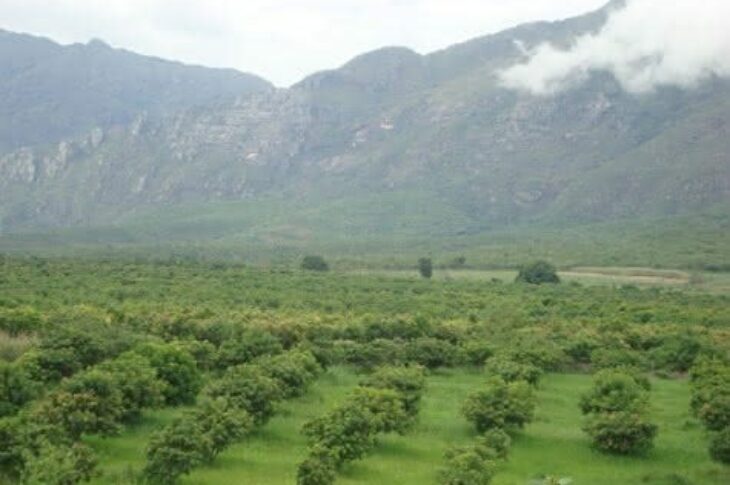 A fruta é a principal atividade econômica da cidade, que produz 150 mil toneladas por ano. (Foto: Tanajura Silva).