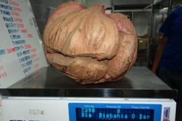 Batata doce de 7 quilos