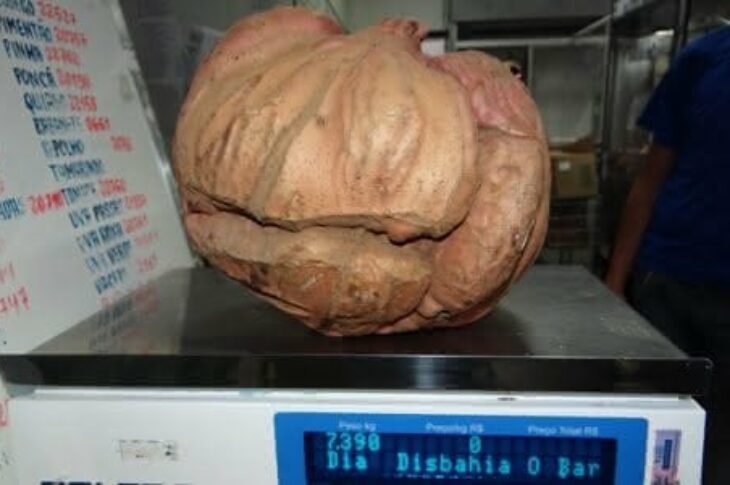 Batata doce de 7 quilos