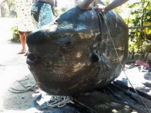 Peixe-lua foi encontrado em praia de Bertioga, no litoral de SP (Foto: Luiz Paulo Valentim/ Arquivo pessoal)