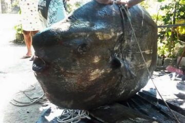 Peixe-lua foi encontrado em praia de Bertioga, no litoral de SP (Foto: Luiz Paulo Valentim/ Arquivo pessoal)