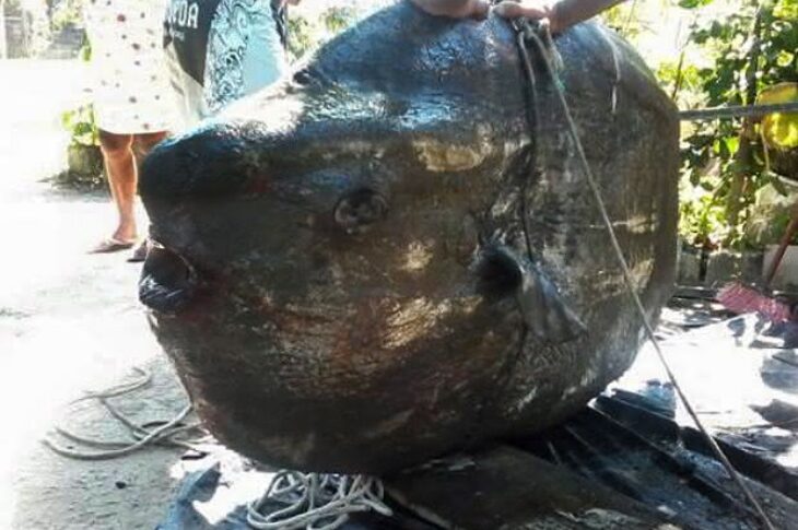 Peixe-lua foi encontrado em praia de Bertioga, no litoral de SP (Foto: Luiz Paulo Valentim/ Arquivo pessoal)