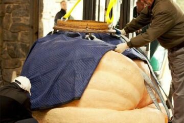 Abóbora gigante cultivada por Tim e Suan Mathison quebrou o recorde mundial com 921 kg (Foto: Reprodução/Facebook/The New York Botanical Garden)