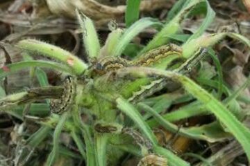 Foto: Divulgação / Aiba