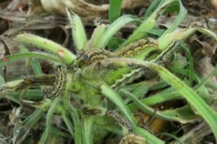 Foto: Divulgação / Aiba