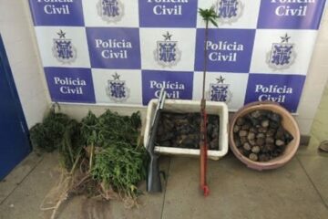 Além de 60 pés de maconha, foram encontradas 48 mudas da erva na propriedade, duas espingardas e vários objetos roubados. (Foto: Lay Amorim/Brumado Notícias).