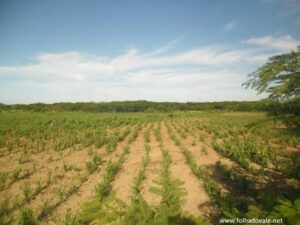 Sorgo