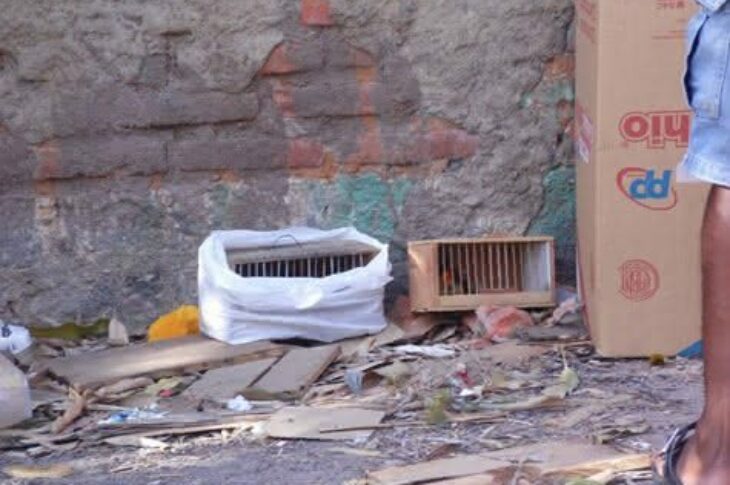 Todas as segundas-feiras na feira livre da cidade, presos em gaiolas e alçapões, periquitos, sofrês e outros animais silvestres são comercializados livremente. (Foto: Bonny Silva).