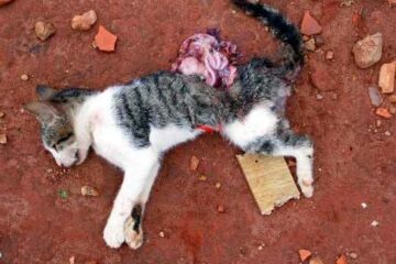 Foto: Jorge Santana / Sudoeste Bahia