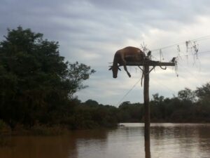 Vaca foi parar em cima de poste após cheia do Rio Uruguai, no RS (Foto: Flávio Robalo/Arquivo pessoal)
