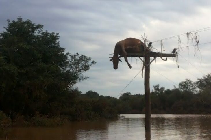 Vaca foi parar em cima de poste após cheia do Rio Uruguai, no RS (Foto: Flávio Robalo/Arquivo pessoal)
