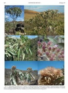 licinio-especie-planta-revista-americana-34