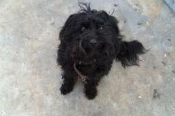 cachorro da raça poodle