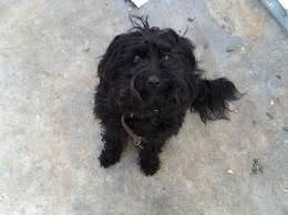 cachorro da raça poodle