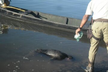 Alife Ribeiro Gonçalves