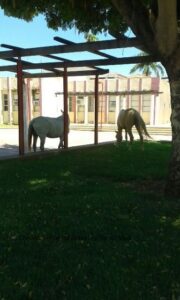 Animais