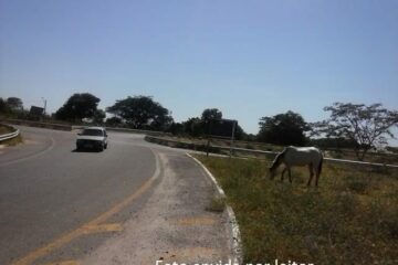Cavalo solto é flagrado no anel viário de Carinhanha