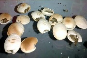 Foto: Divulgação / Policia Civil