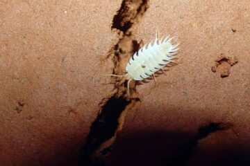 A nova espécie de 'tatuzinho' foi batizada em homenagem a cidade de Iuiu, município no sudoeste da Bahia onde foi encontrada (Foto: Reprodução EPTV)