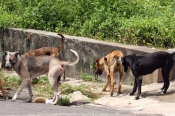 Imagem ilustrativa (Foto: Douglas Júnior/O Estado)