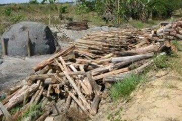 Foto: Divulgação / TRF