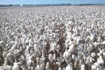 Algodão