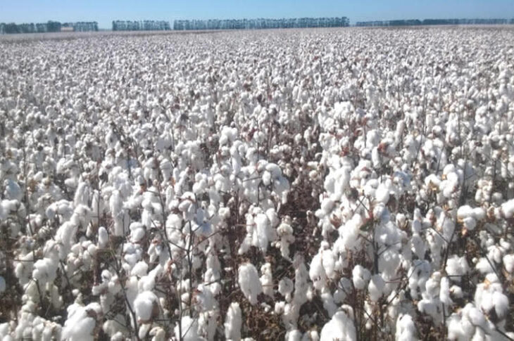 Algodão
