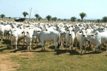 Imagens ilustrativas