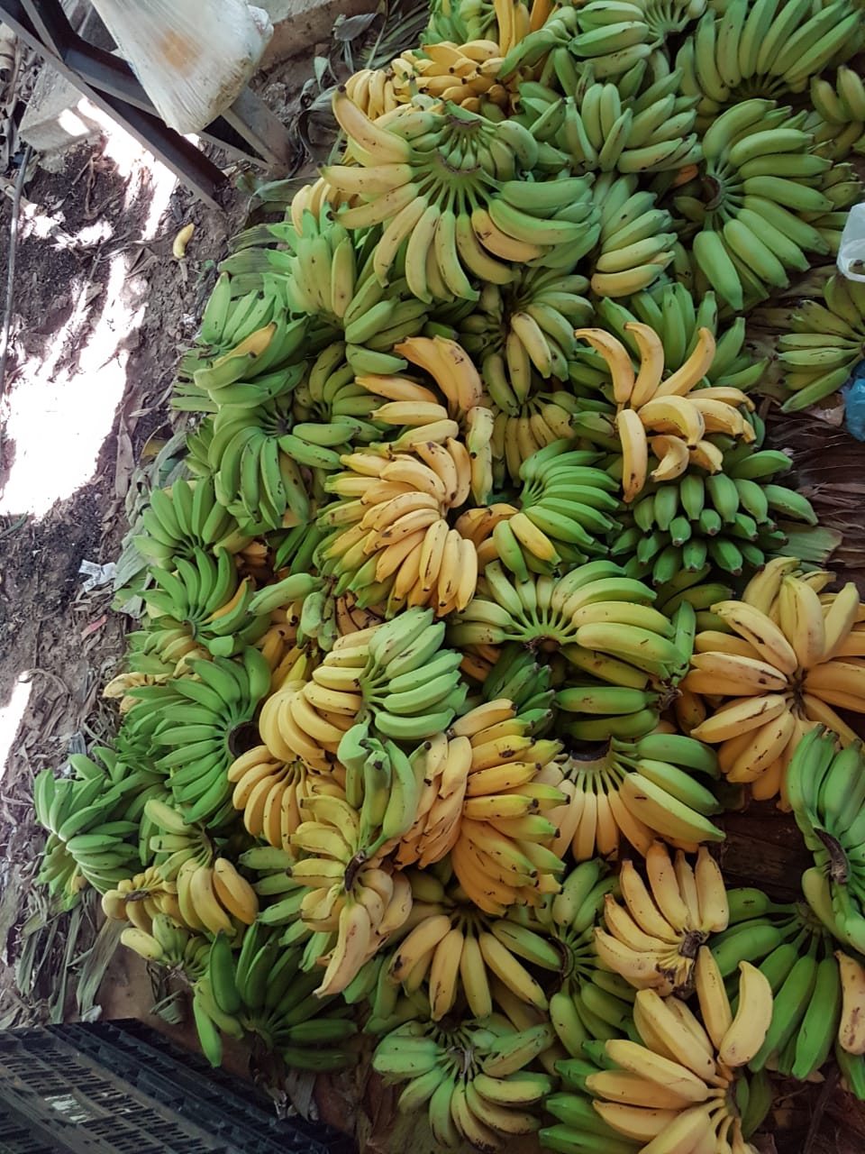 Banana