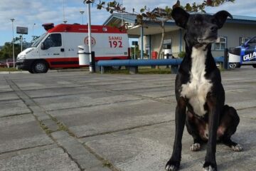 Negão ficou no pátio do hospital por quase três anos a espera do dono (Foto: Luiz Souza/RBS TV)