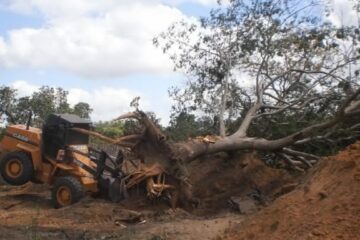 Crédito: Borkenhagen/imagem meramente ilustrativa