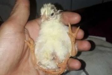 Foto: Reprodução Uol