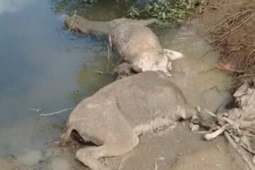 Foto: Reprodução / ONG SOS Animai