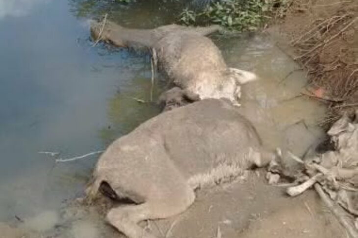 Foto: Reprodução / ONG SOS Animai