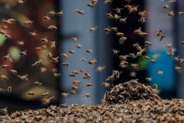 Foto: reprodução/Rapidonoar.com.br