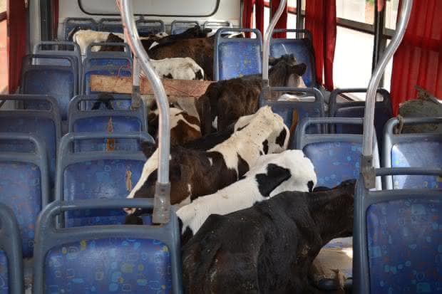 Foto: Vanderlei Gontijo/Web repórter