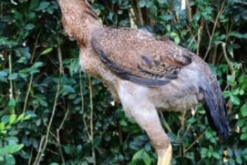 Foto: Divulgação/reprodução ACidadeON Campinas